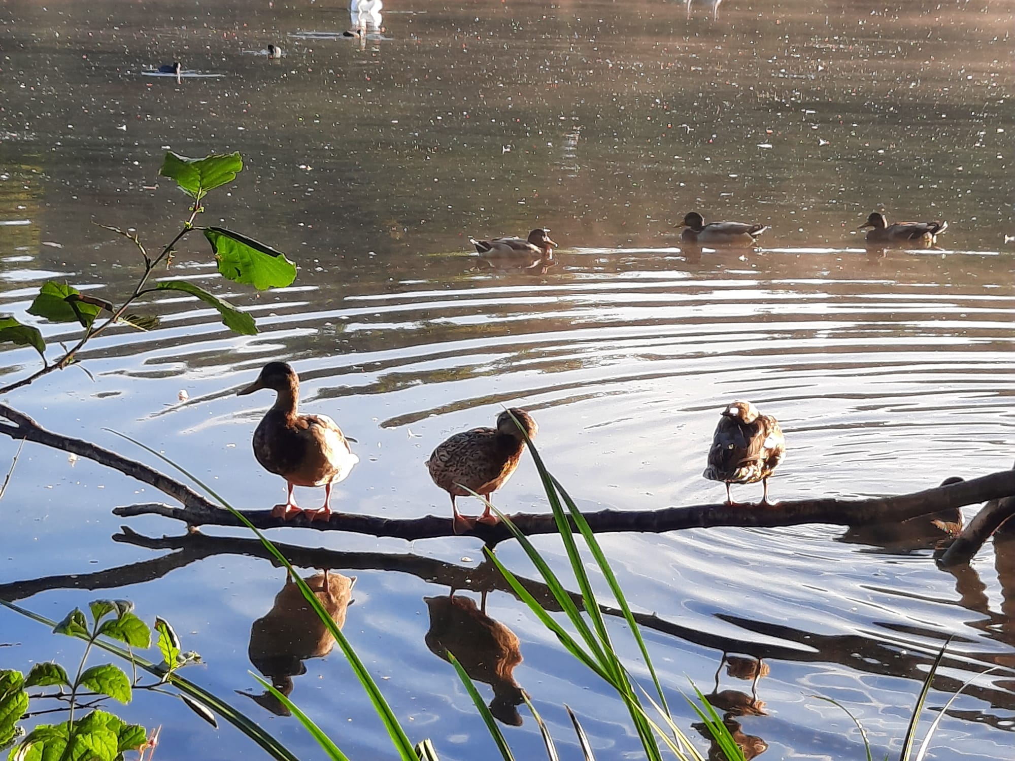 Walking path through nature at Chorlton Water Park, Chorlton
