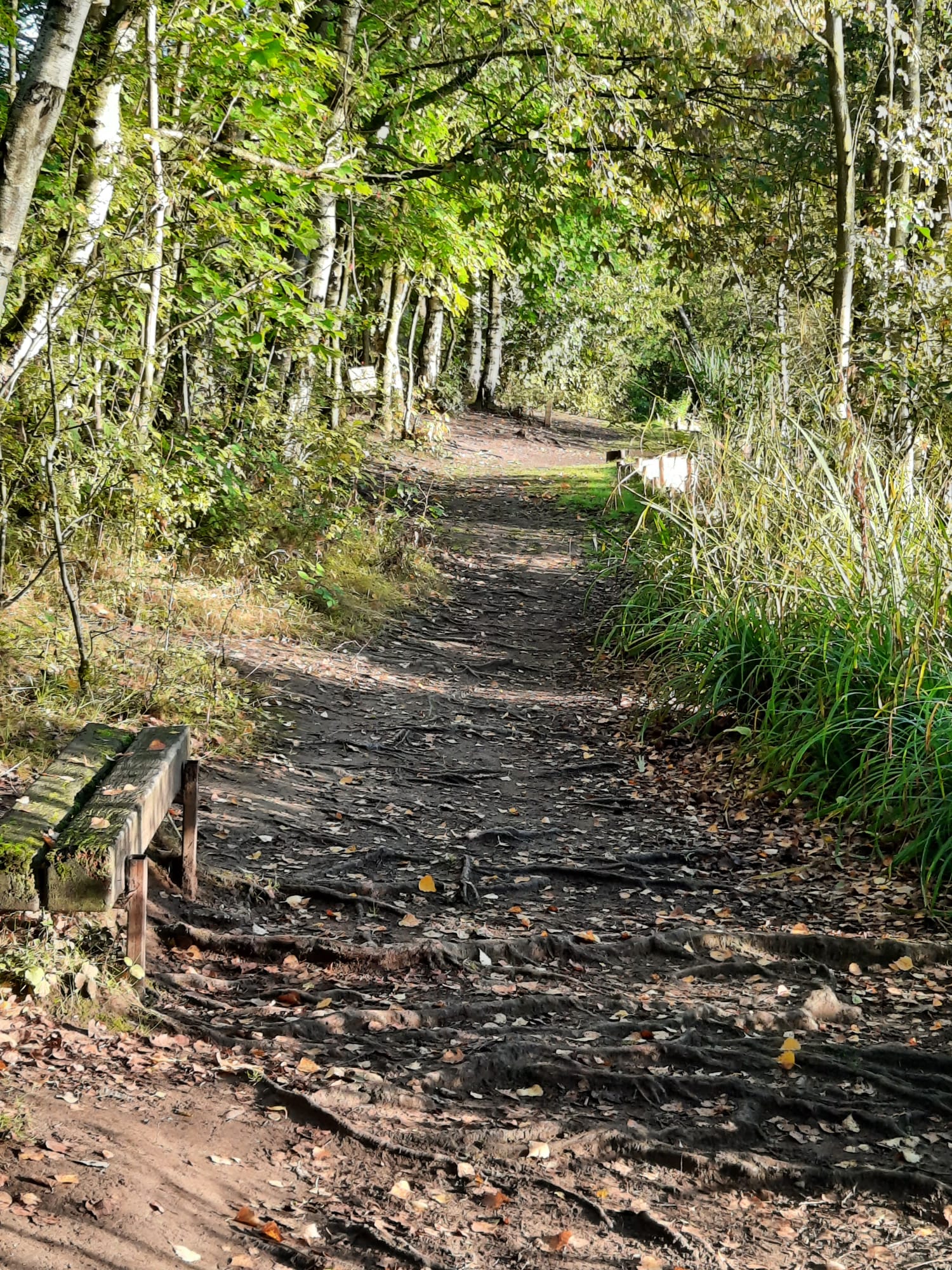 Natural surroundings at Chorlton Water Park used for outdoor walk and talk therapy