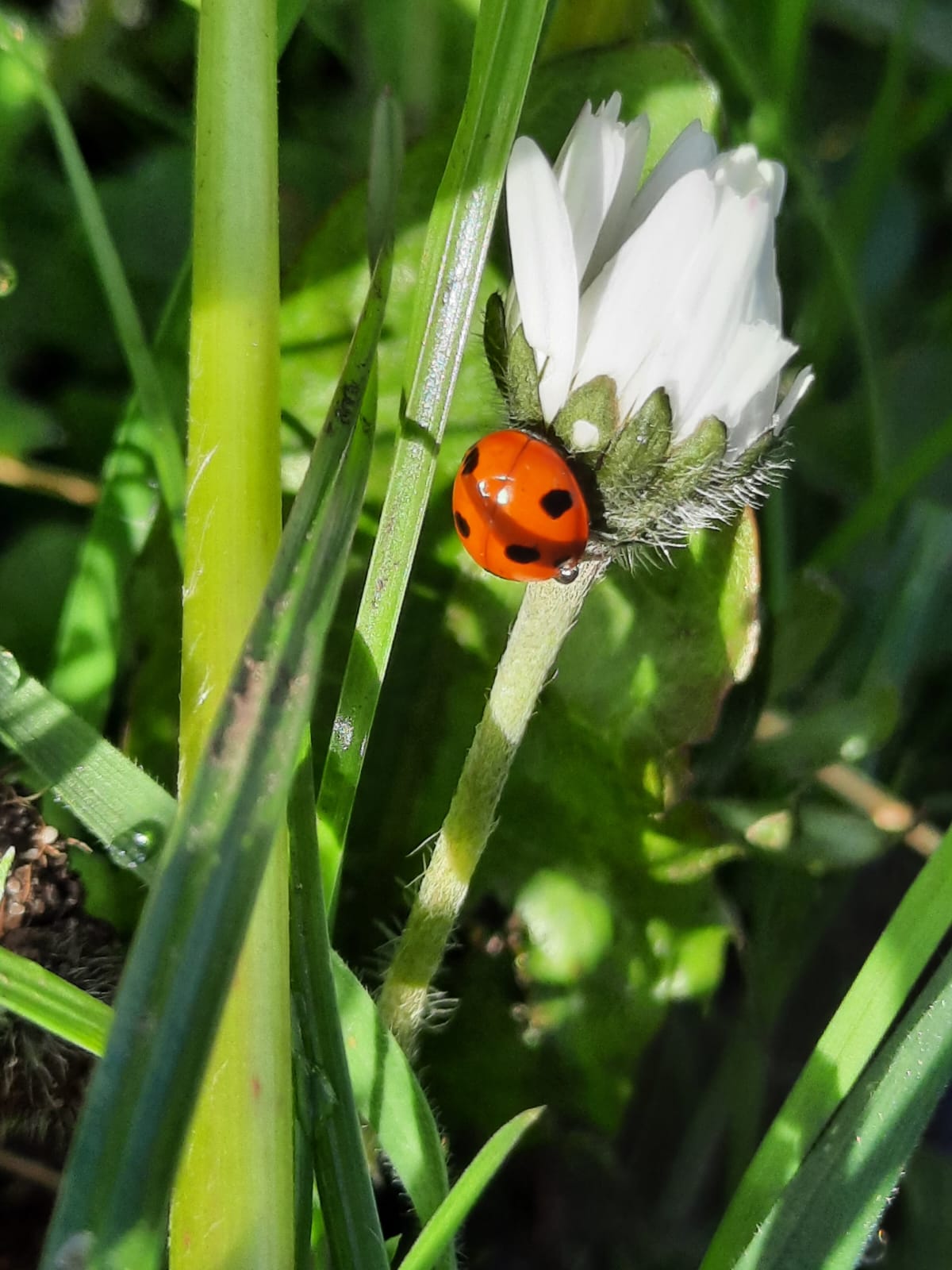 Peaceful lakeside nature setting for outdoor counselling in South Manchester